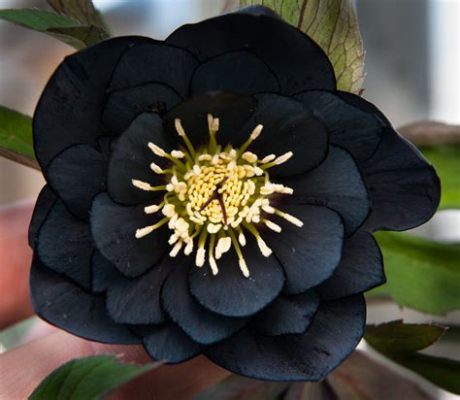 Are There Any Black Flowers? An Exploration of the Rare and Beautiful