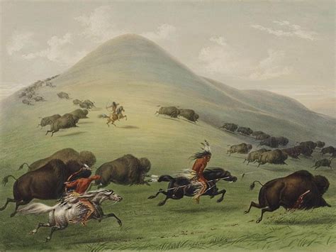  The Great American Buffalo Hunt -  Wiosenne Wędrówki i Uczta Pod Słońcem